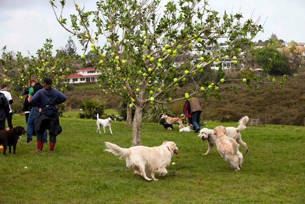 Dogs playing